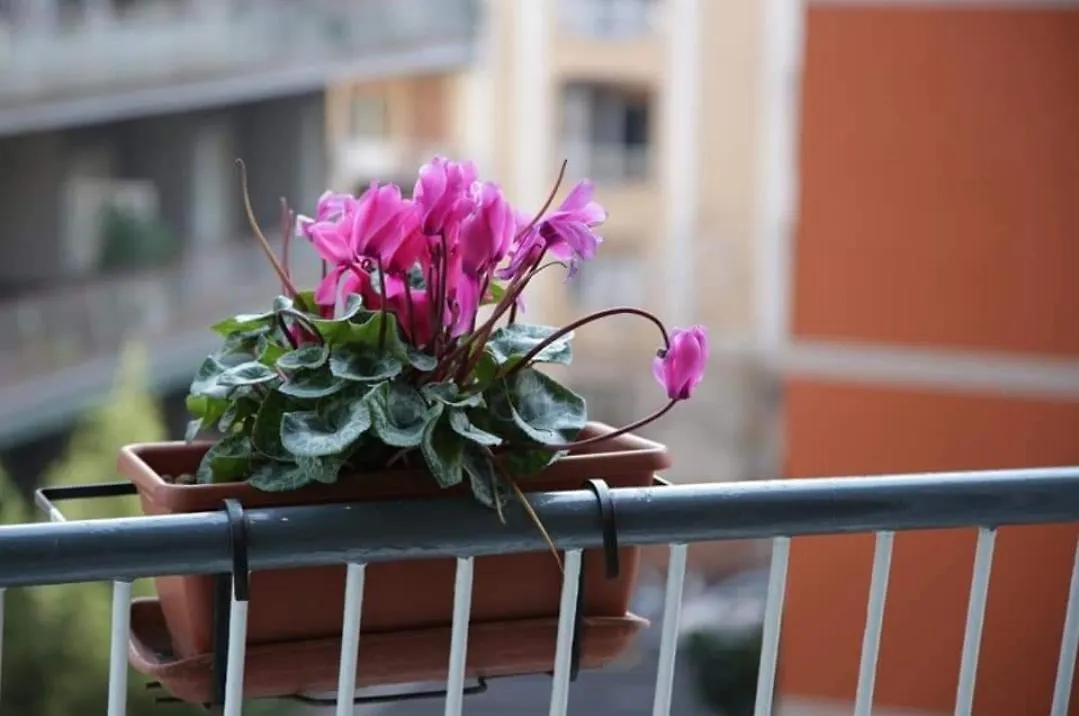 Appartamento La Collina di Parthenope Napoli